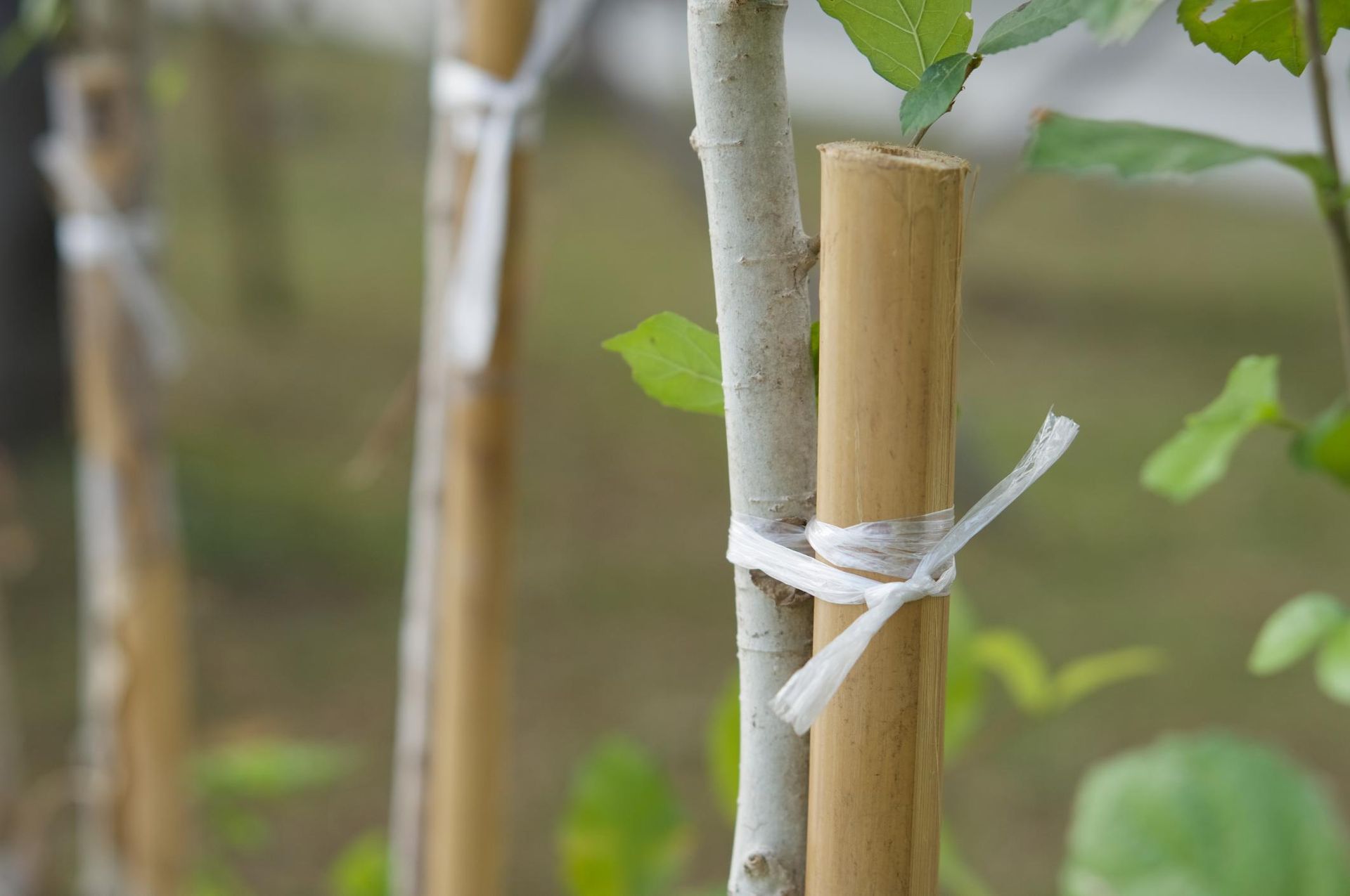a bunch of bamboo sticks tied to a tree