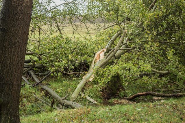 a fallen tree in the middle of a field