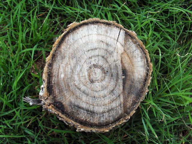 a piece of wood that is sitting in the grass