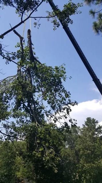 Tree Branches Removal Using Ropes — Columbia, SC — Affordable Carolina Tree Service
