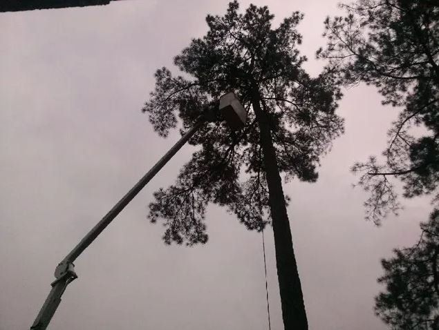 A Tree Surgeon Working Up High In A Tall Tree — Columbia, SC — Affordable Carolina Tree Service