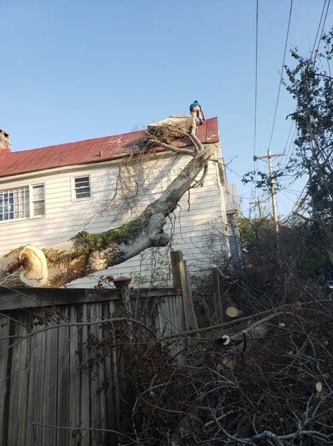 Fallen Down Tree — Columbia, SC — Affordable Carolina Tree Service