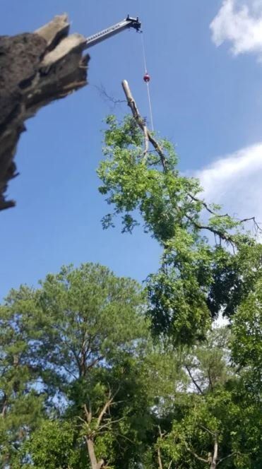Tree Worker Cutting Down Tree Branches — Columbia, SC — Affordable Carolina Tree Service