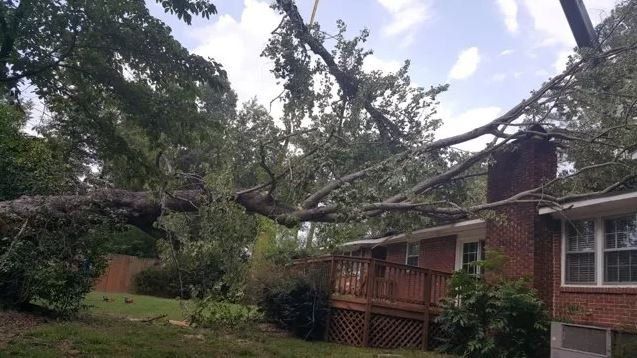 Cutting Down Tree Branches — Columbia, SC — Affordable Carolina Tree Service