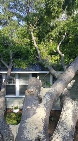 House Exterior With Many Trees — Columbia, SC — Affordable Carolina Tree Service