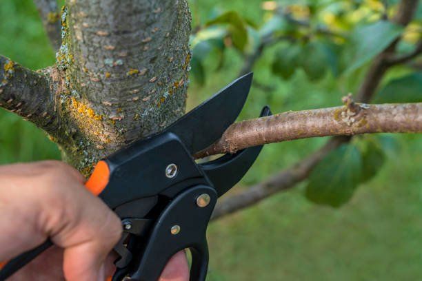Pruning Tree Service — Columbia, SC — Affordable Carolina Tree Service