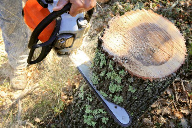Man Cuts A Fallen Tree — Columbia, SC — Affordable Carolina Tree Service
