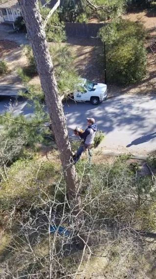 Man Sawing Tree At The Top Of The Tree With Safety Equipment — Columbia, SC — Affordable Carolina Tree Service