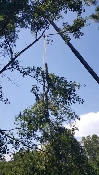 Tree Branches Hanging From Ropes — Columbia, SC — Affordable Carolina Tree Service