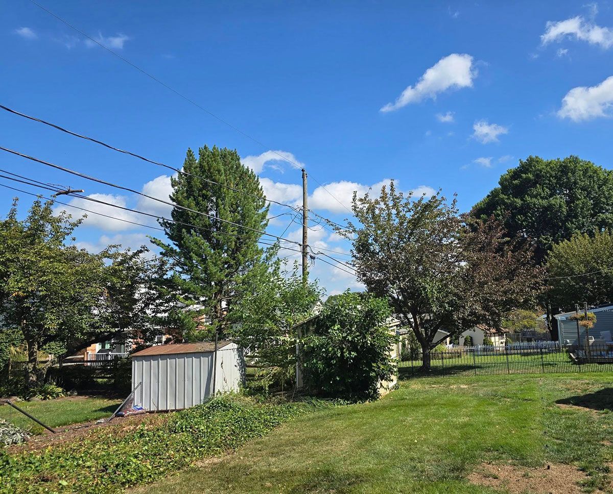 A backyard scene showing the removal of trees.