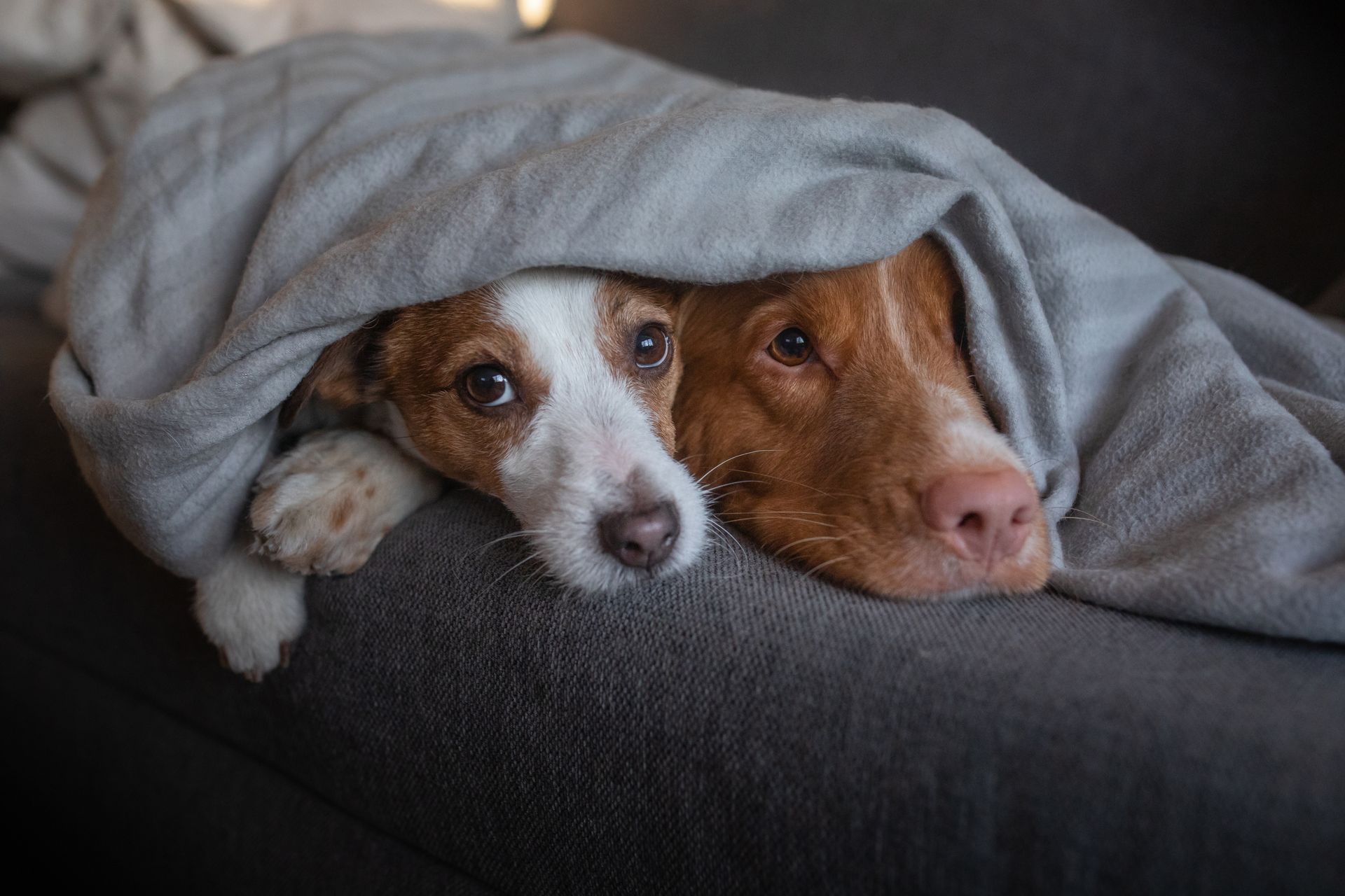 Two dogs are laying under a blanket on a couch.