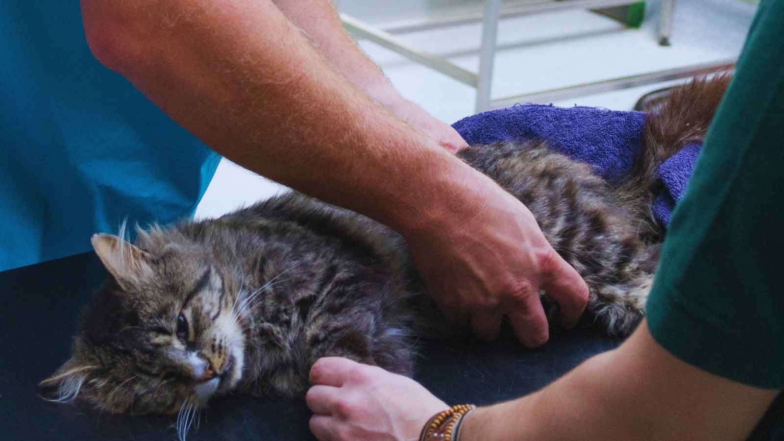 Veterinarian assessing a cat’s mobility, showing understanding why your pet is limping