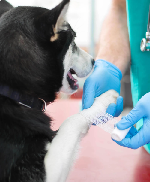 a husky dog is getting its paw bandaged by a veterinarian