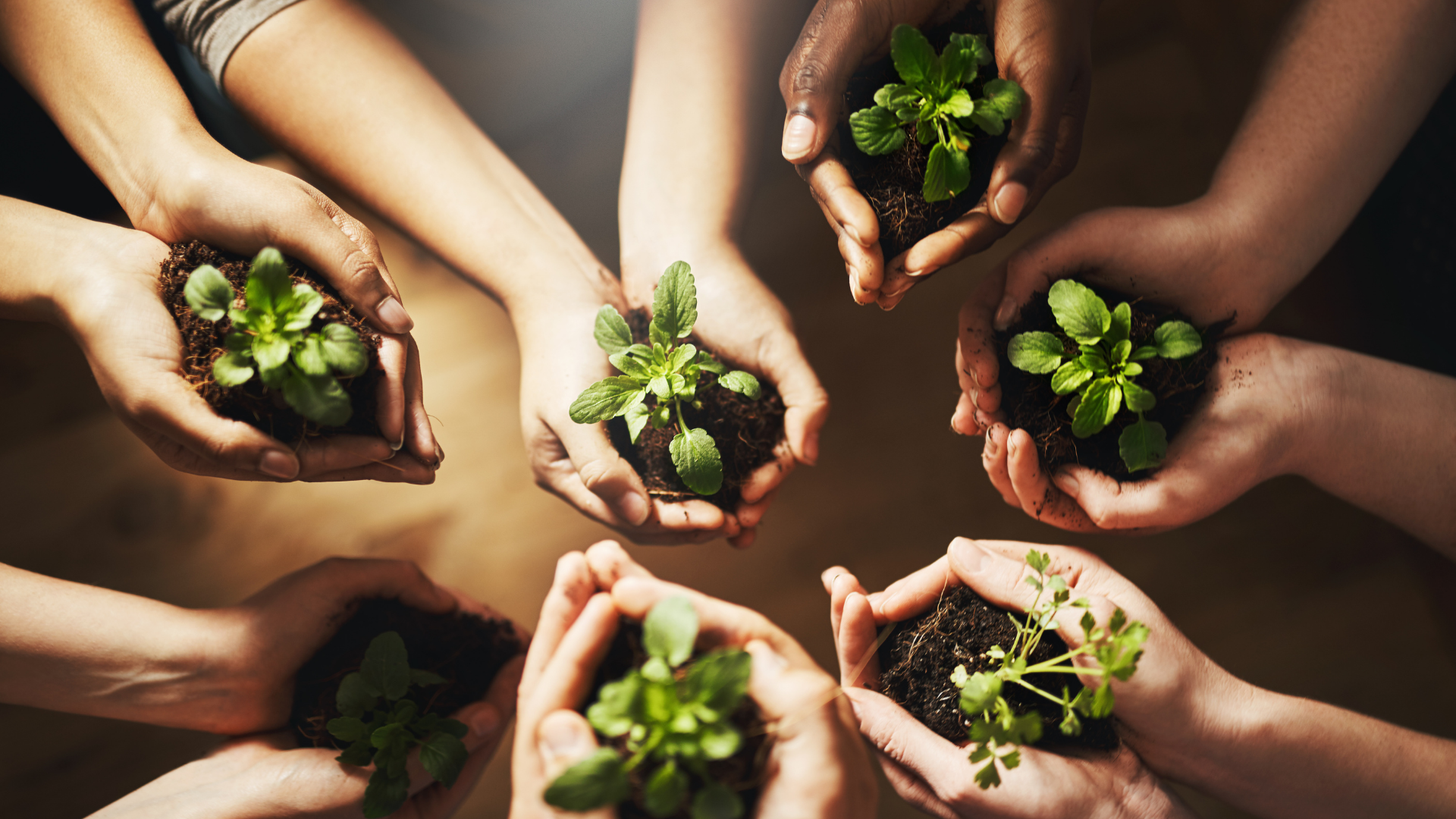 A group of people are holding small plants in their hands.