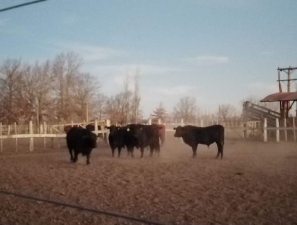 A herd of cows standing in a dirt field