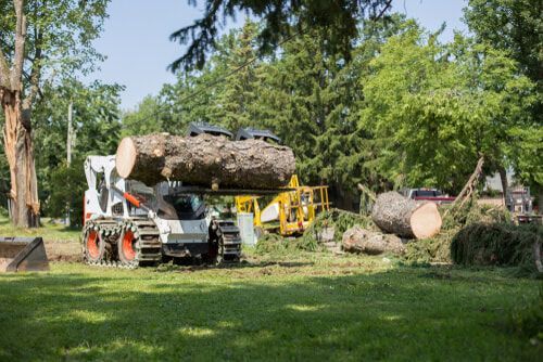 Bobcat loader lifts a large tree trunk, surrounded by cut logs and greenery, on a sunny day.