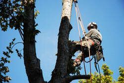 Arborist in a tree, using ropes and harness, blue sky.