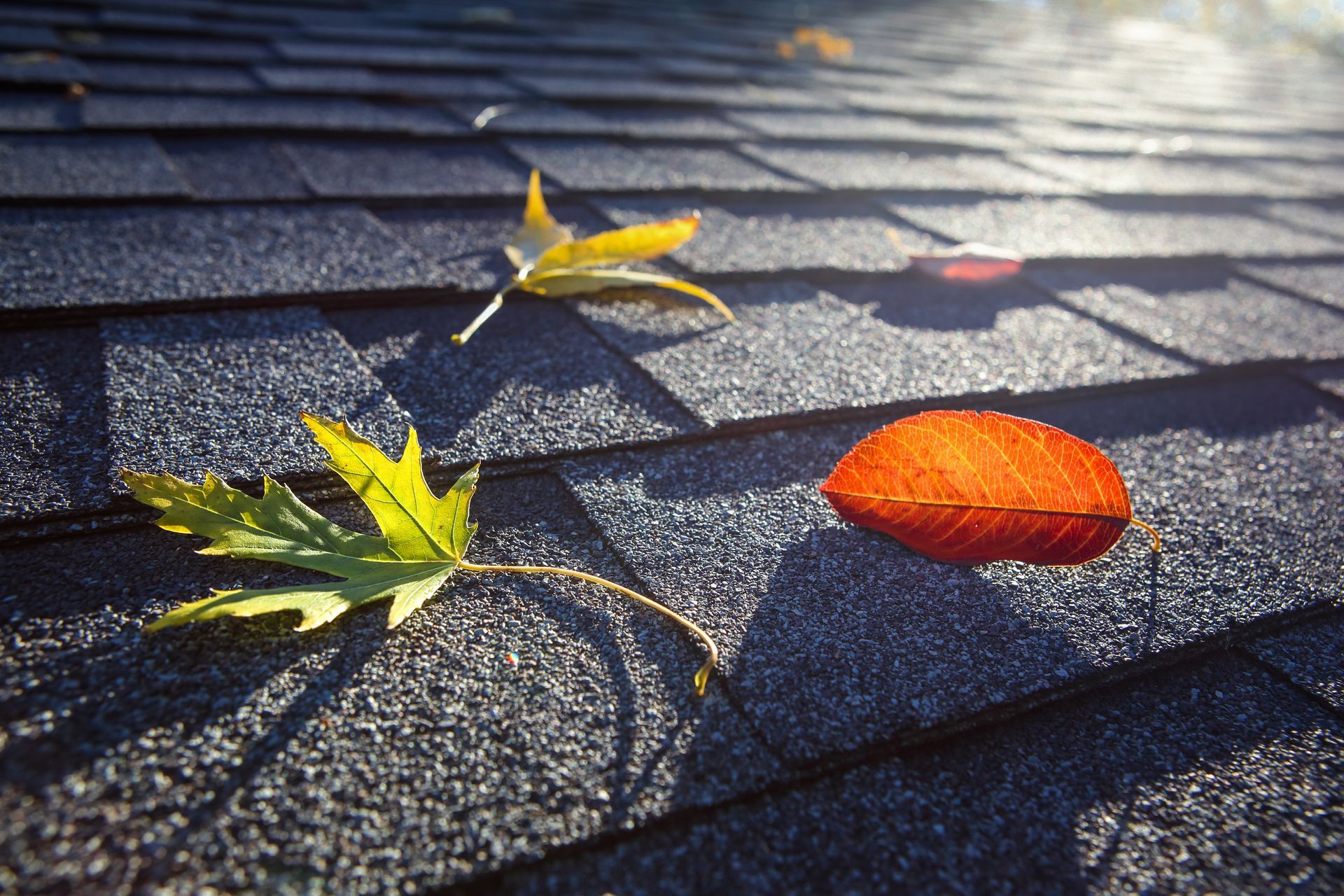 Autumn leaves on a dark shingle roof. A green maple leaf and a bright orange leaf are visible.