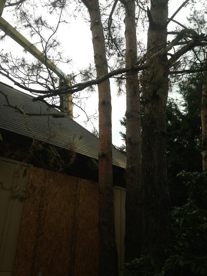 A house with a roof that has been damaged by a tree