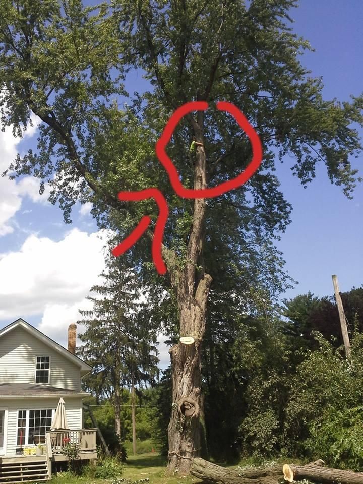 A tree with a red circle around it and a house in the background