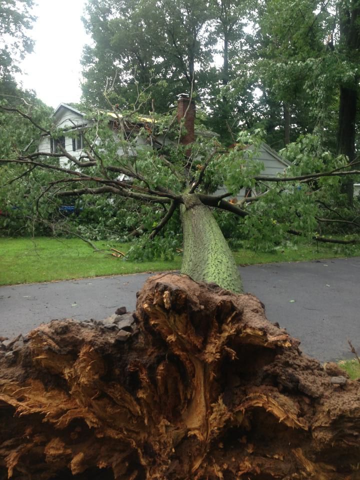 A tree that has fallen on the side of the road