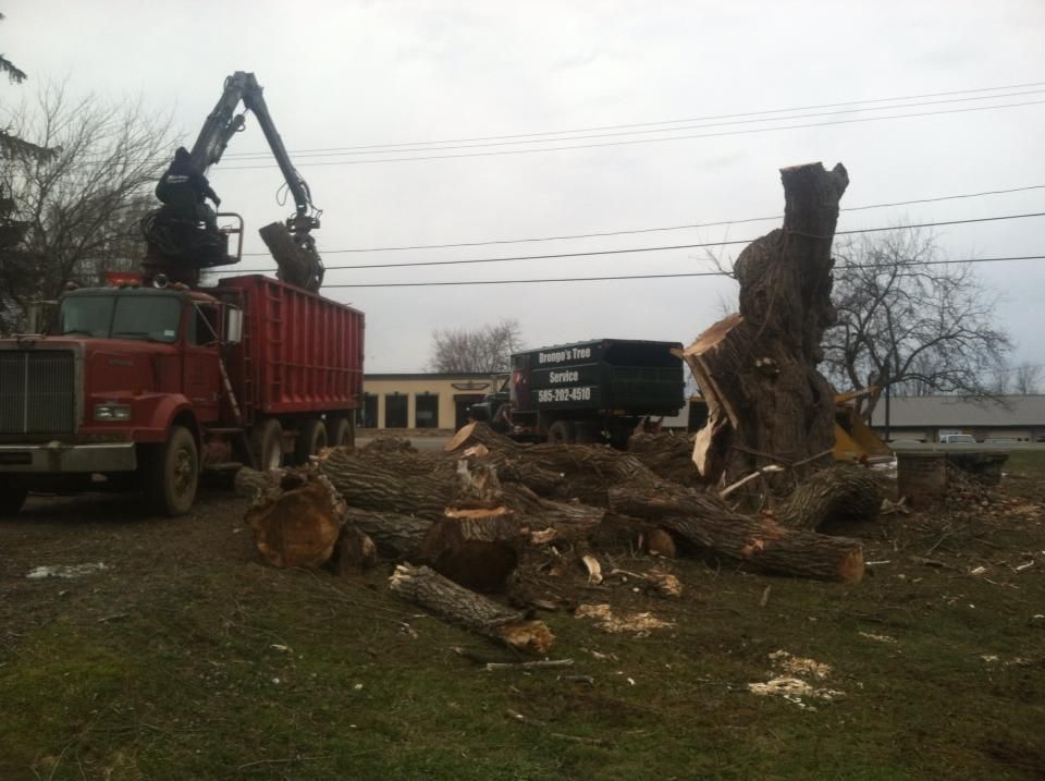 A large pile of logs is being loaded into a dumpster