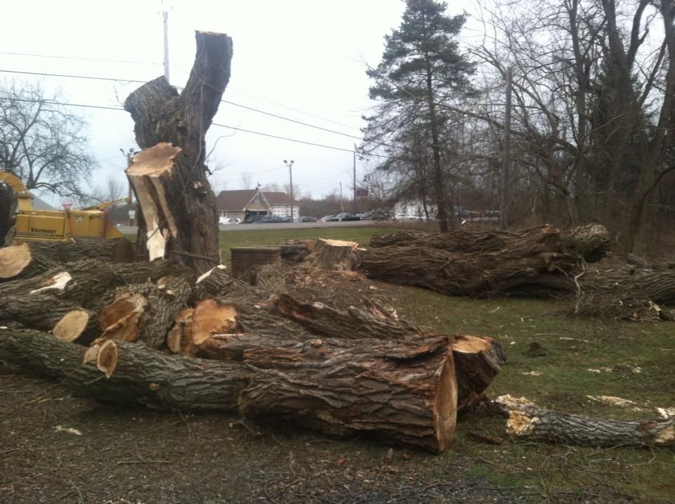 A lot of logs are laying on the ground in a field