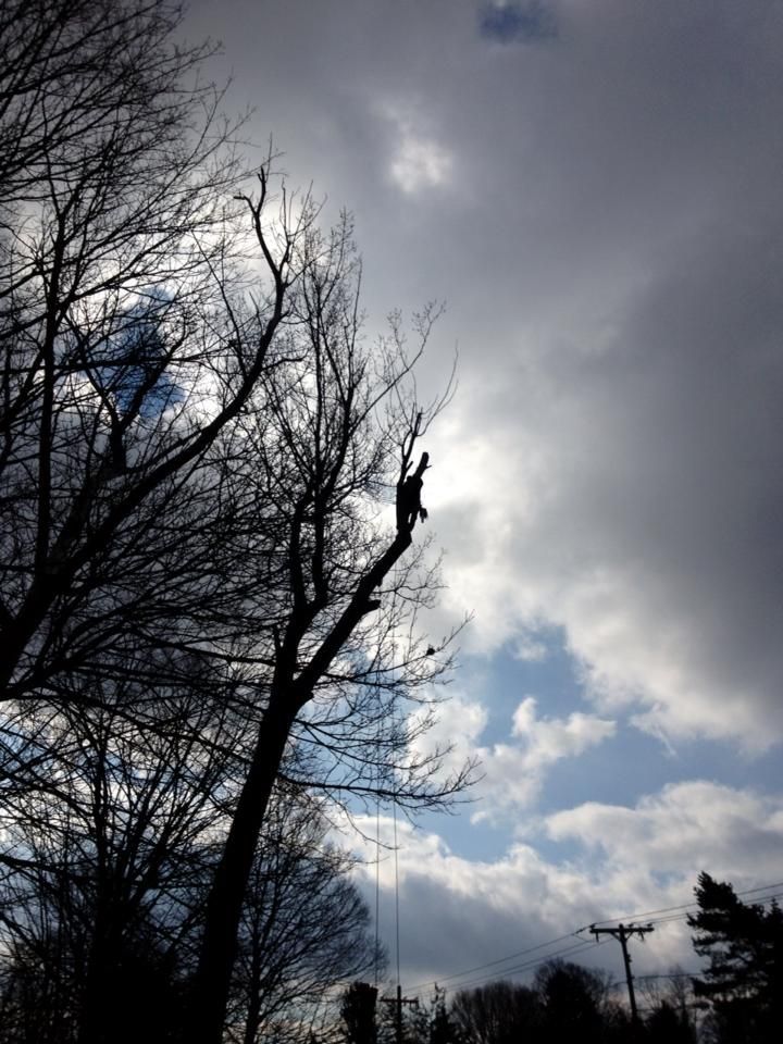 A man is climbing a tree with a rope.