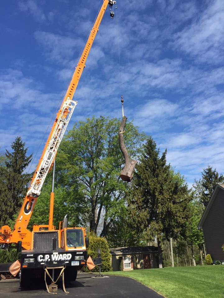 A crane is lifting a tree in a driveway in front of a house.