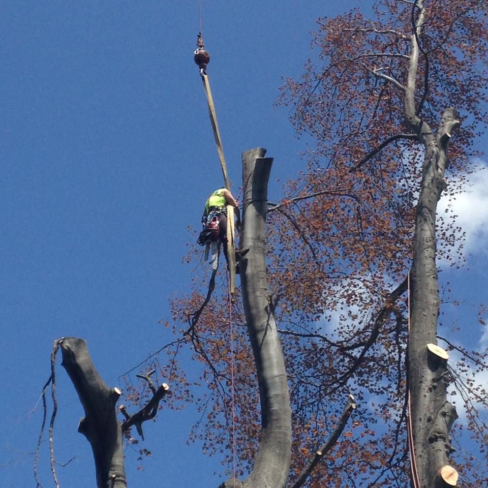A man is climbing a tree with a rope attached to it