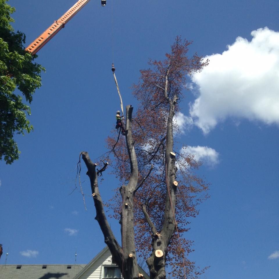 A tree being cut down by a crane that says elite