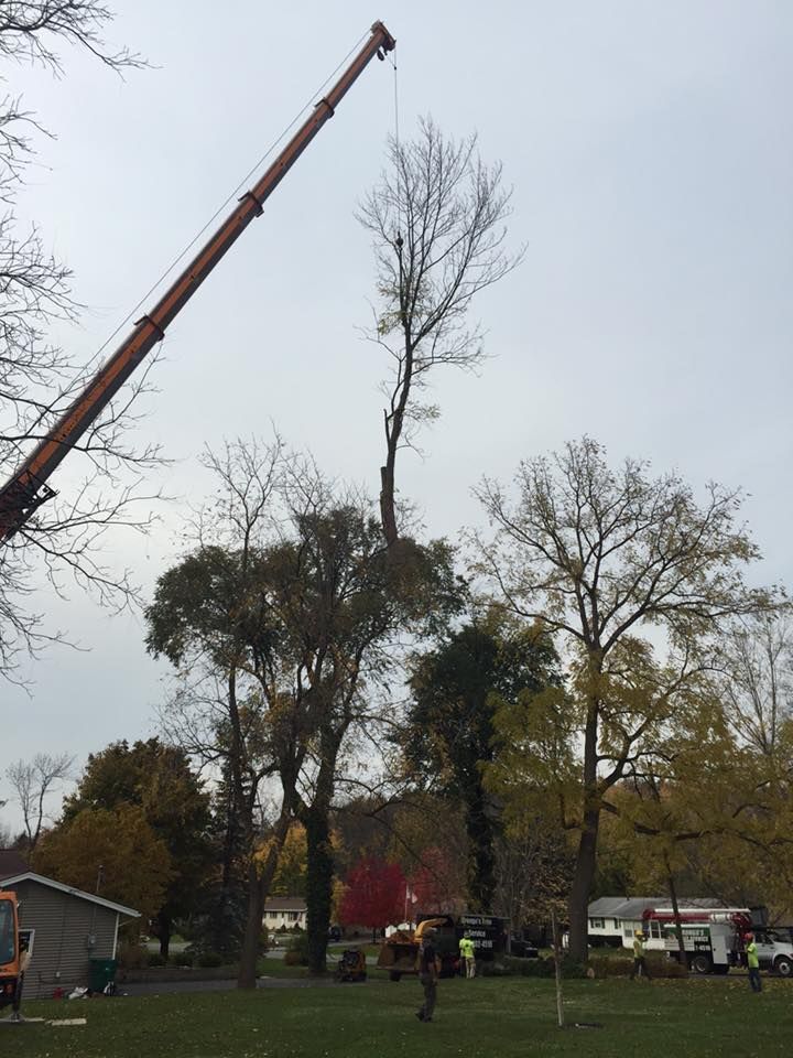 A crane is lifting a tree in a park