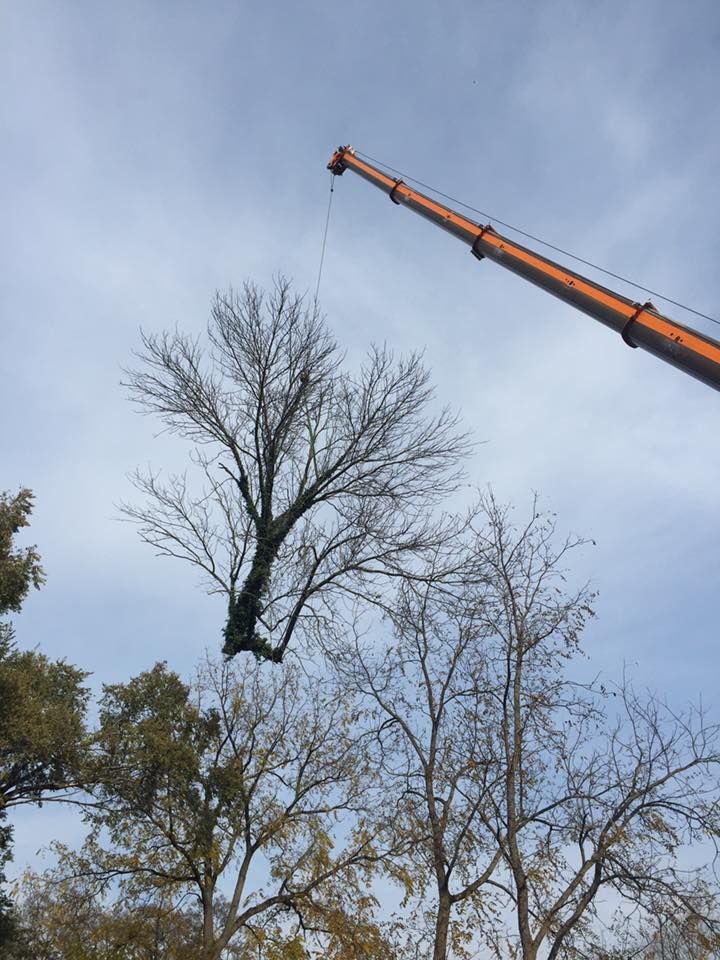 A crane is lifting a tree in the air.
