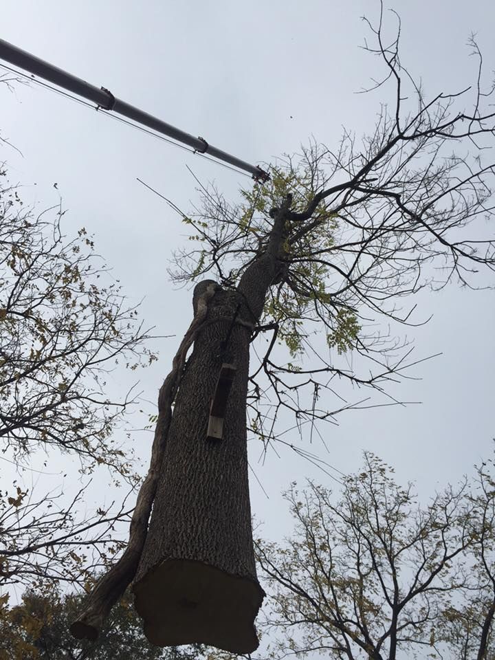 A large tree trunk is hanging from a power line