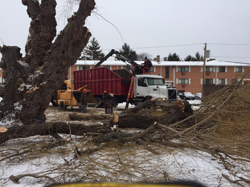 A red dump truck is being used to remove a tree