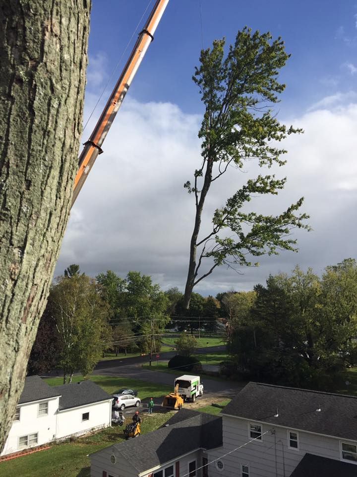 A large tree is being cut down by a crane in front of a house.