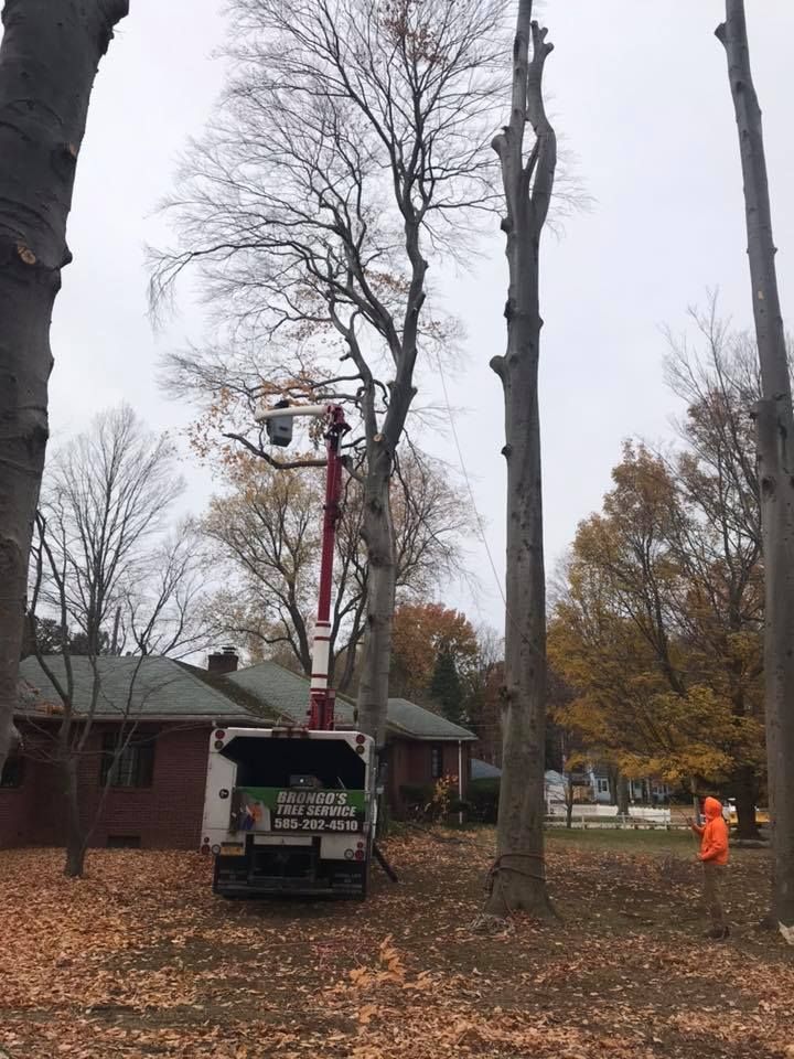 A man is cutting a tree with a crane in front of a house.
