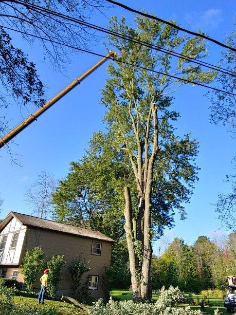 A man is cutting a tree with a crane in front of a house.