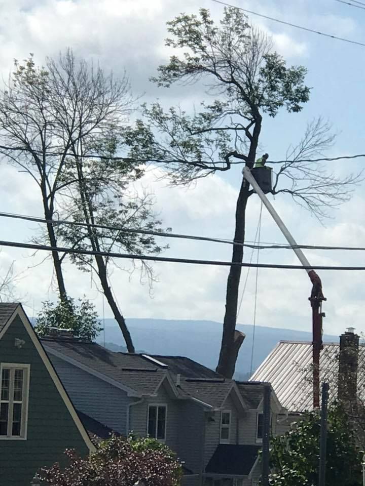 A man in a bucket is cutting a tree in front of a house