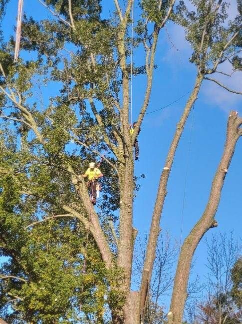 A man in a yellow shirt is climbing a tree