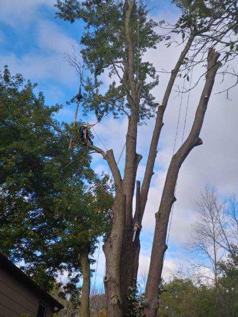 A man is cutting down a tree with a chainsaw.