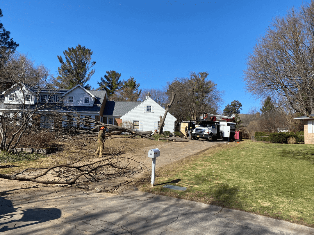 A large tree is sitting in the middle of a dirt road in front of a house.