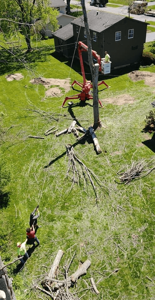 An aerial view of a tree being cut down in a yard.