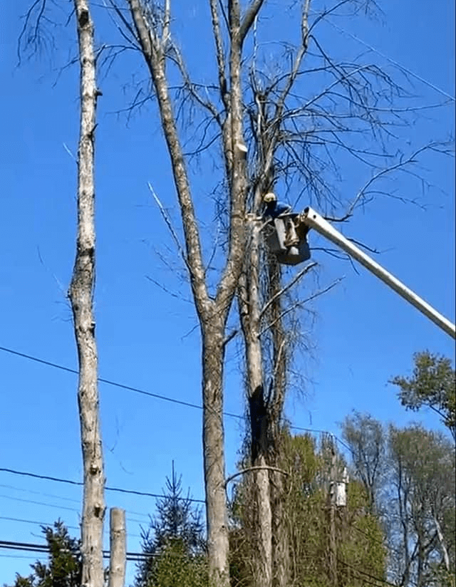 A man in a bucket is cutting a tree