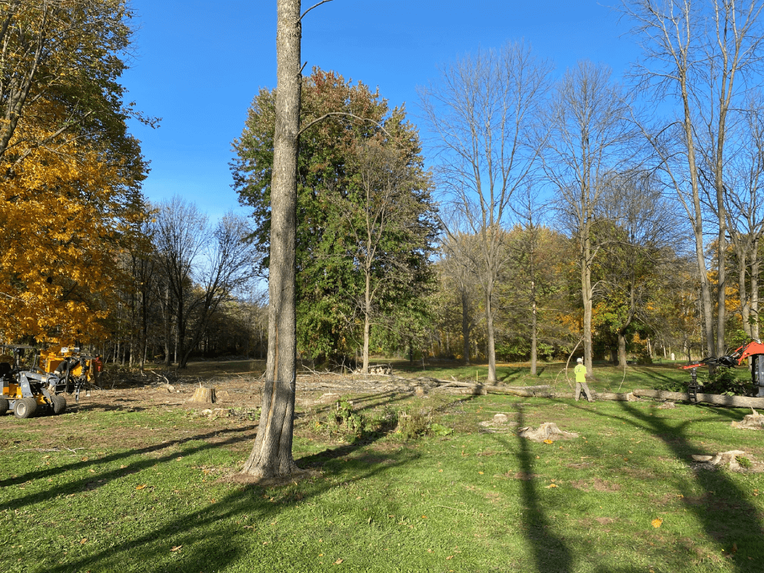 A tractor is cutting down trees in a park on a sunny day.