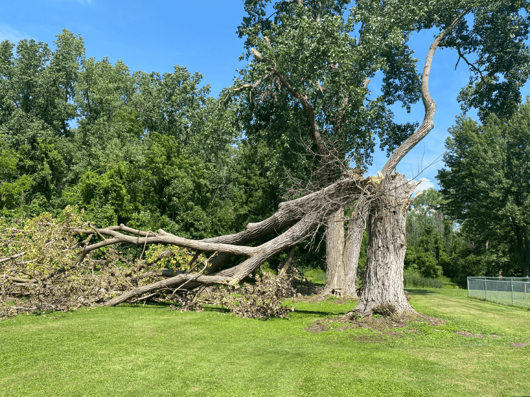 A fallen tree in a grassy field with trees in the background.