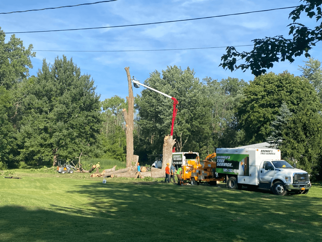 A group of trucks are parked in a grassy field.