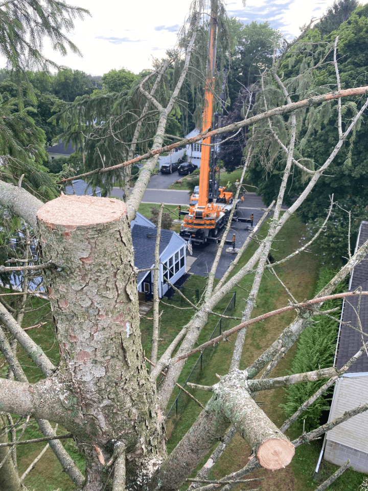 An aerial view of a tree being cut down by a crane.