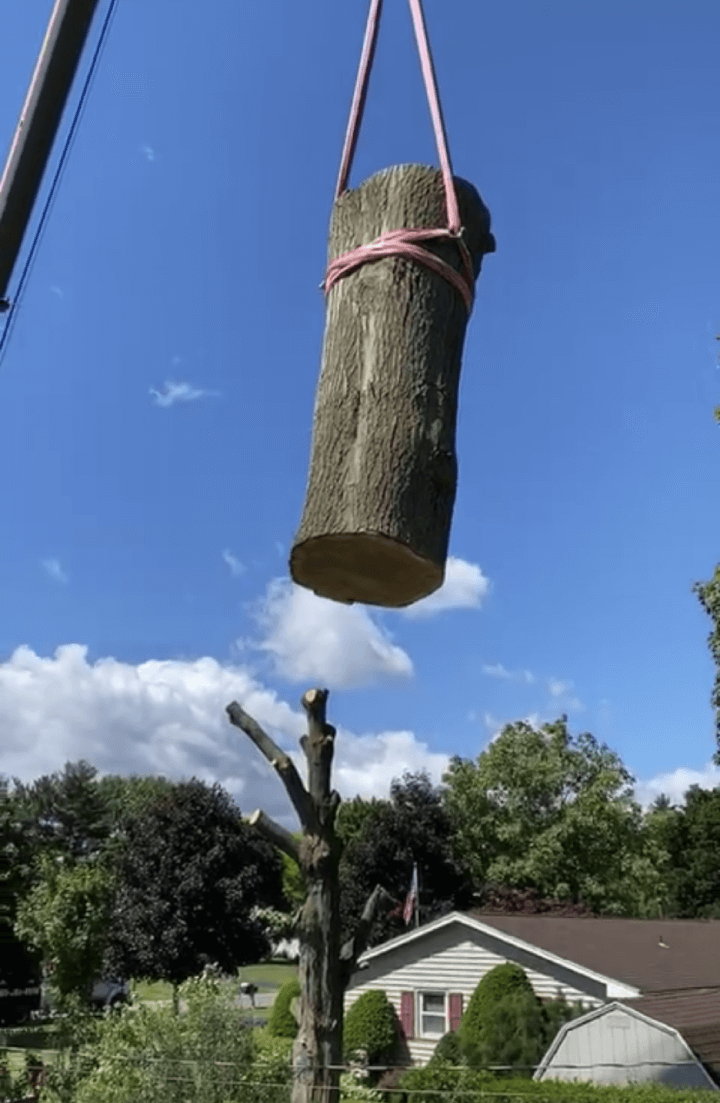 A large log is being lifted by a crane.