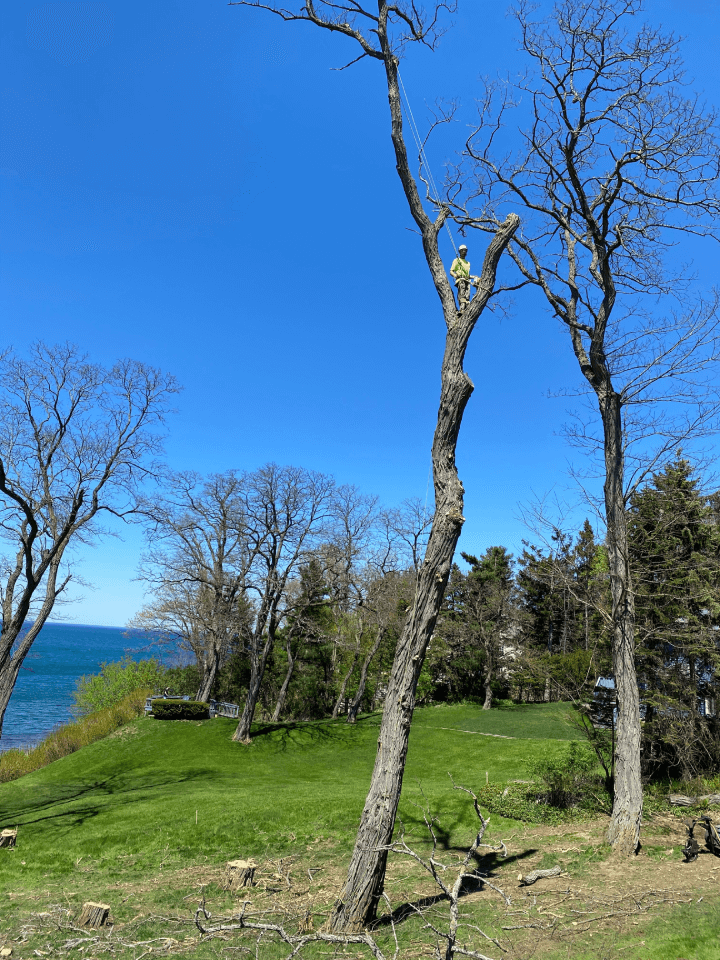 A man is climbing a tree in a field near the ocean.
